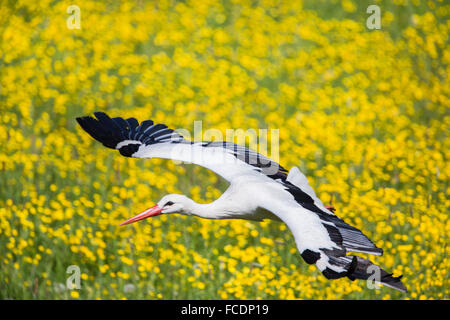 Pays-bas, Lopik, Stork commun voler au-dessus de champ avec des renoncules, cow parsley et les pissenlits Banque D'Images