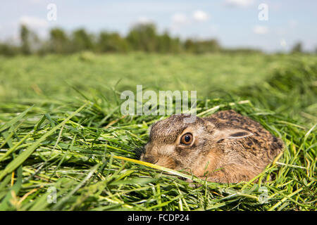 Pays-bas, Woerden, jeune hare se cacher. Banque D'Images