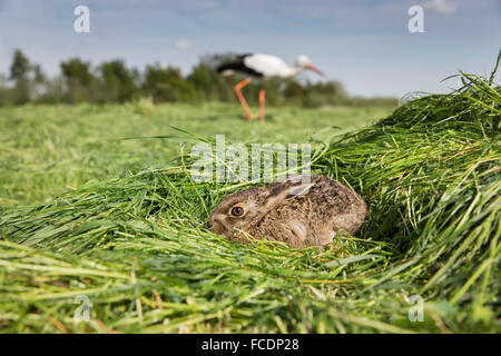 Pays-bas, Woerden, jeune hare se cacher pour stork en arrière-plan Banque D'Images