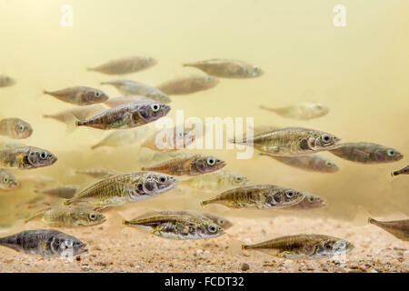 Pays-bas, 's-Graveland, école d'épinoches en piscine Banque D'Images