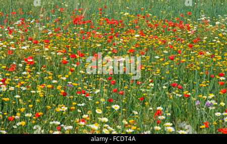 Wild pavot rouge et blanc fleurs daisy dans le pré, Espagne Banque D'Images