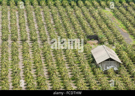 Plantation de fruits du dragon rouge (Hylocereus costaricensis) en Indonésie Banque D'Images