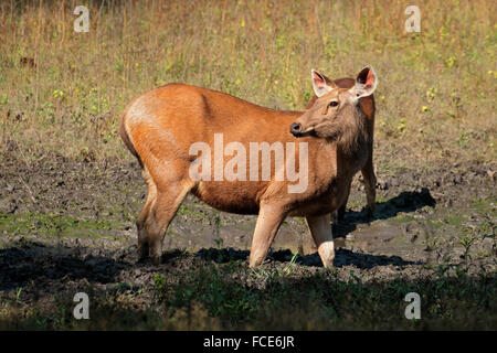 Cerfs sambar femelle (Rusa unicolor), Parc National de Kanha, India Banque D'Images