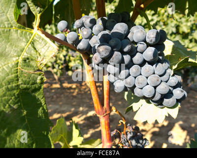 Les raisins rouges sur la vigne juste avant la récolte . La Rioja est à la fois un département et une région autonome située dans le Nord de la Sp Banque D'Images