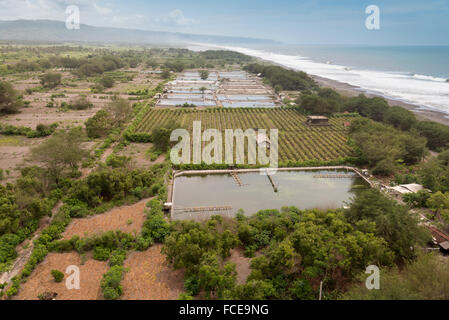 Plantation de fruits du dragon rouge (Hylocereus costaricensis) en Indonésie Banque D'Images