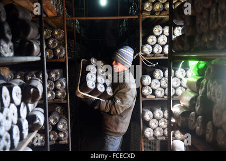 Chengde, Chine, province de Hebei. 22 janvier, 2016. Un agriculteur met les champignons à la serre en ville Zhangjiying, Longhua county, la ville de Chengde, dans la province du Hebei en Chine du nord, le 22 janvier, 2016. Longhua county avait pris des mesures pour développer l'agriculture et de l'augmentation du revenu des agriculteurs au cours des dernières années. © Liangkuai Jin/Xinhua/Alamy Live News Banque D'Images