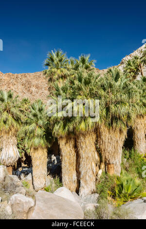 49 Palms Oasis dans Joshua Tree National Park, Californie Banque D'Images