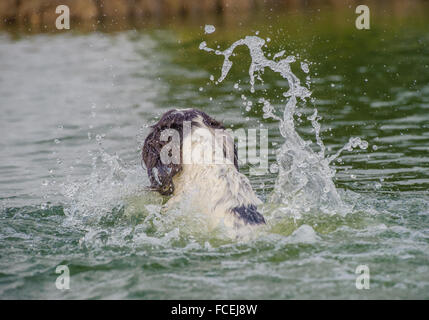 Un chien Épagneul Springer Anglais la natation dans un lac making a splash Banque D'Images