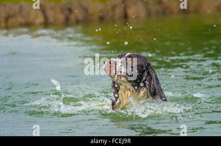 Un chien Épagneul Springer Anglais la natation dans un lac making a splash Banque D'Images