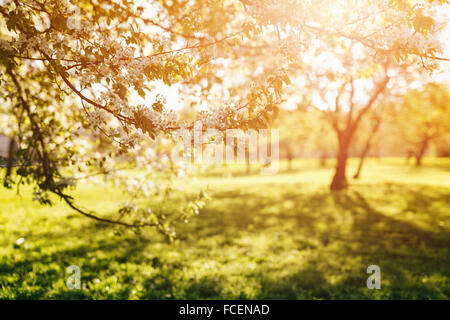 Le jardin d'Apple dans la lumière de soleil chaud Banque D'Images