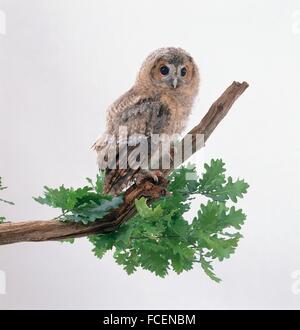 Jeune Chouette hulotte (Strix Aluco enr) perching on branch Banque D'Images