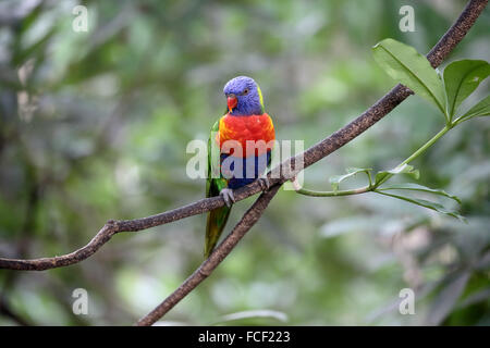 Rainbow lorikeet ou lory, Trichoglossus haematodus, seul oiseau sur branche, captive, Janvier 2016 Banque D'Images