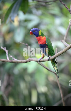 Rainbow lorikeet ou lory, Trichoglossus haematodus, seul oiseau sur branche, captive, Janvier 2016 Banque D'Images