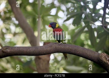 Rainbow lorikeet ou lory, Trichoglossus haematodus, seul oiseau sur branche, captive, Janvier 2016 Banque D'Images