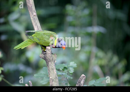 Rainbow lorikeet ou lory, Trichoglossus haematodus, seul oiseau sur branche, captive, Janvier 2016 Banque D'Images