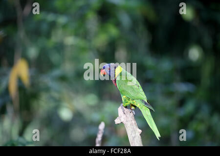 Rainbow lorikeet ou lory, Trichoglossus haematodus, seul oiseau sur branche, captive, Janvier 2016 Banque D'Images