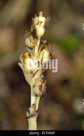 Nid d'oiseau jaune - hypopitys Monotropa usine bois hêtre saprophytes Banque D'Images