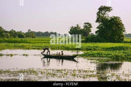 Père et fils les filets fixes et de pièges pour les crustacés à l'aube dans une lagune dans leur tradition pirogue bateau en bois. Banque D'Images