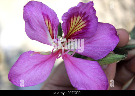 Bauhinia variegata arbre orchidée, montagne, ébène, Dedicuous avec arbre feuilles bilobée et violet fleurs panachées en racèmes simples Banque D'Images