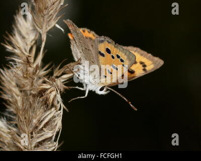 Papillon aux ailes ouvertes. Peu de cuivre, Lycaena virgaureae (femelle) Banque D'Images