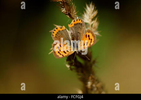 Papillon aux ailes ouvertes. Peu de cuivre, Lycaena virgaureae (femelle) Banque D'Images