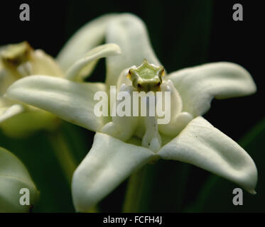 Calotropis gigantea, Couronne fleur, arbuste à feuilles opposées épais avec des fleurs blanches en ombelles, corona soulevées Banque D'Images