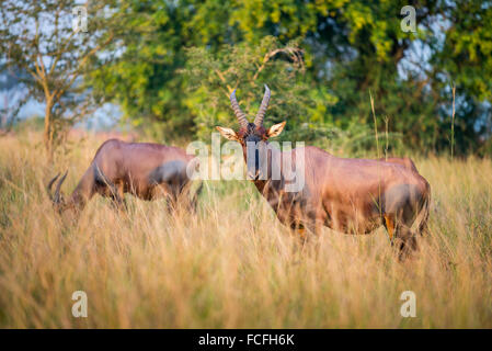 L'antilope rouanne (Hippotragus equinus), Rivière Ishasha, Parc national Queen Elizabeth, en Ouganda, en Afrique de l'Est Banque D'Images