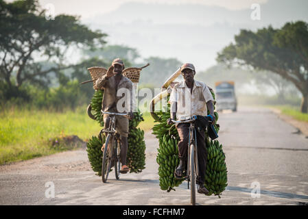 L'homme transporte matooke en vélo le long de la route principale, l'Ouganda, de l'Europe Banque D'Images