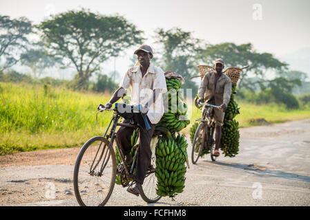 L'homme transporte matooke en vélo le long de la route principale, l'Ouganda, de l'Europe Banque D'Images