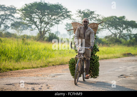 L'homme transporte matooke en vélo le long de la route principale, l'Ouganda, de l'Europe Banque D'Images