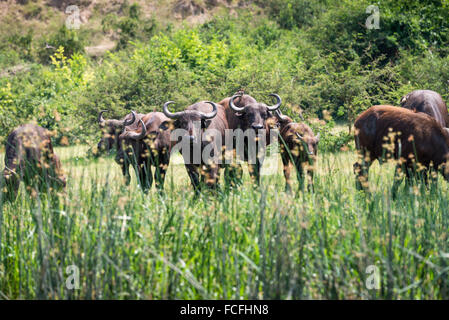 L'Afrique sauvage des buffles dans le canal Kazinga, Parc national Queen Elizabeth, l'Ouganda, l'Afrique Banque D'Images