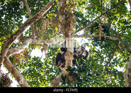 Chimpanzé (Pan troglodytes) dans les arbres dans la gorge de la rivière Kyambura dans le Parc national Queen Elizabeth, dans l'ouest de l'Ouganda Banque D'Images