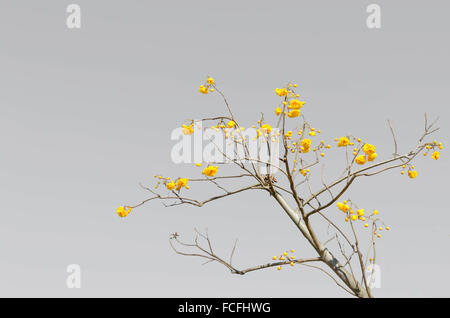 Coton jaune sur fond de couleur gris Arbre ( Cochlospermum religiosum Alston ) Banque D'Images