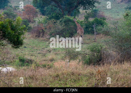 Rothschild rothschild Girafe (Giraffa camelopardalis), Murchinson Falls National Park, de l'Ouganda Banque D'Images