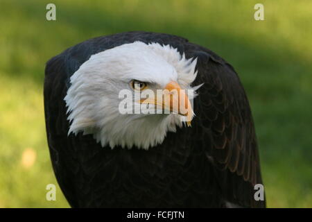 L'Amérique du Nord à maturité le Pygargue à tête blanche (Haliaeetus leucocephalus), close-up de la partie supérieure du corps et de la tête Banque D'Images