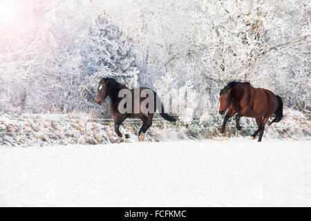 Deux juments Holsteiner brun en galopant à travers la neige hiver Banque D'Images