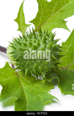 Frais vert thornapple close up on white background Banque D'Images