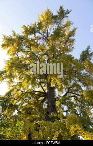 Le Ginkgo biloba arbre en automne Banque D'Images