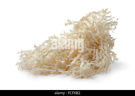 Champignon de corail blanc sur fond blanc Banque D'Images