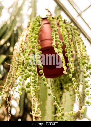 Orb vert vigne pendaison plante en pot rouge. Banque D'Images