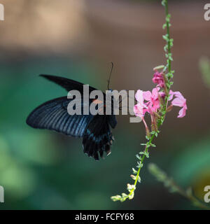 Un grand Mormon swallowtail Butterfly (Papilio memnon) se nourrissant sur une fleur Banque D'Images