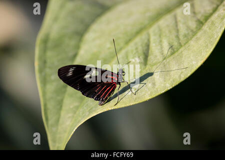 Postman butterfly (Heliconius melpomene) sur une feuille Banque D'Images