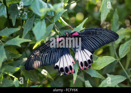 Femme Grand Mormon swallowtail Butterfly (Papilio memnon) Banque D'Images