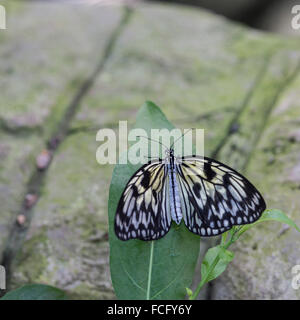 Un arbre-papillon nymphe Malabar (Idea malabarica) reposant sur une feuille Banque D'Images