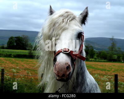 Portrait du cheval blanc avec une manie luxuriante lors du célèbre rassemblement annuel de voyageurs à la foire Appleby Horse Fair, Cumbria Angleterre Royaume-Uni Banque D'Images