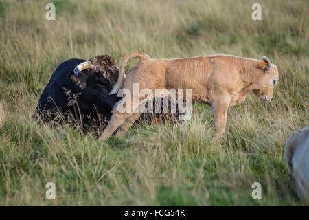 ILLUSTRATION DE L'Aveyron (12), FRANCE Banque D'Images