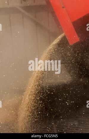 Coopérative des céréales de l'essai, ORNE (61), FRANCE Banque D'Images