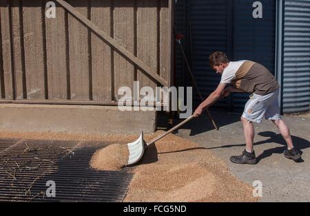 Coopérative des céréales de l'essai, ORNE (61), FRANCE Banque D'Images