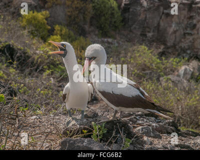 Paire de Fous à pattes bleues avec un bec orange perché sur les rochers en cris rauques des îles Galapagos, en Équateur. Banque D'Images