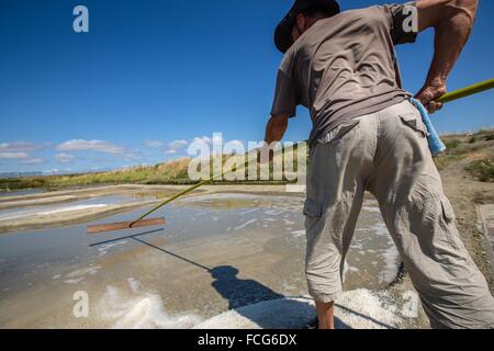 Marais salants de Guerande, LOIRE ATLANTIQUE (44), région de la Loire, France Banque D'Images